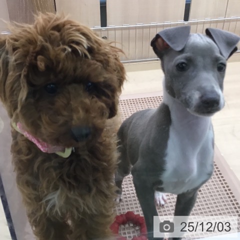 イタリアン・グレーハウンドの写真