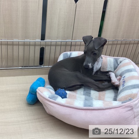 東京都のイタリアングレーハウンド (ペッツワン 南砂町SUNAMO店/2025年9月20日生まれ/男の子/ブルーホワイト)の子犬の3枚目の画像