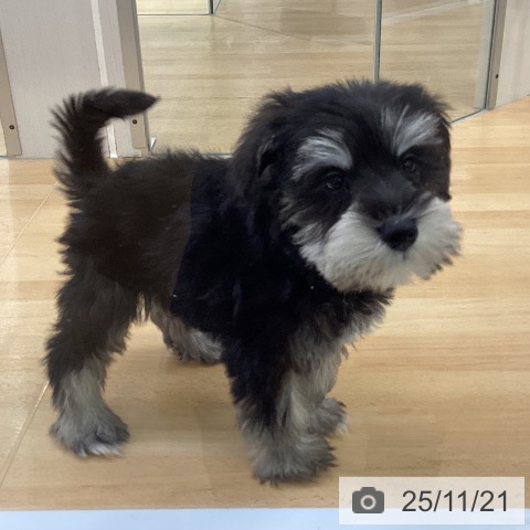 ミニチュア・シュナウザーの写真