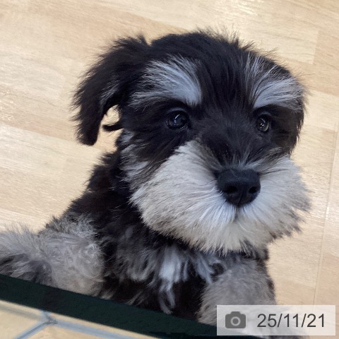 ミニチュア・シュナウザーの写真