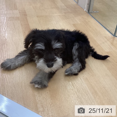 ミニチュア・シュナウザーの写真