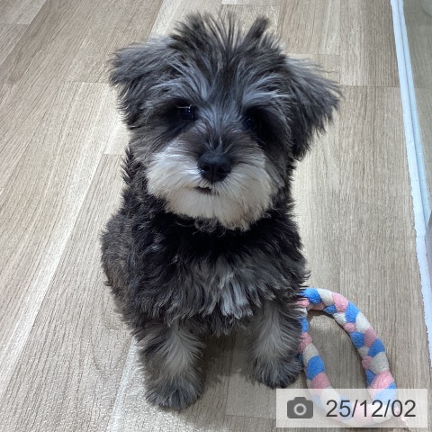 茨城県のミニチュアシュナウザー (ペッツワン 阿見店/2025年9月17日生まれ/女の子/ソルトペッパー)の子犬の4枚目の画像