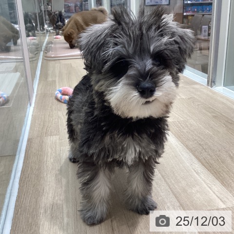 茨城県のミニチュアシュナウザー (ペッツワン 阿見店/2025年9月17日生まれ/女の子/ソルトペッパー)の子犬の3枚目の画像