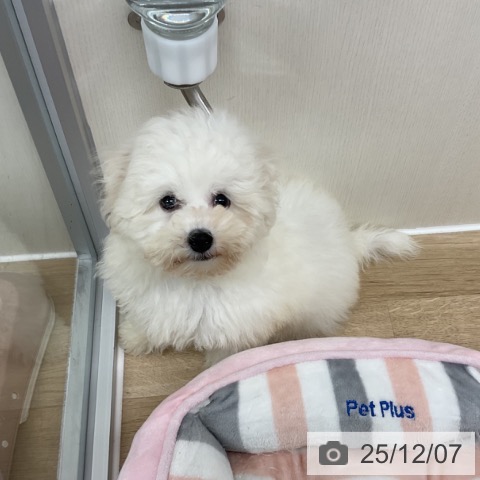 ビション・フリーゼの写真