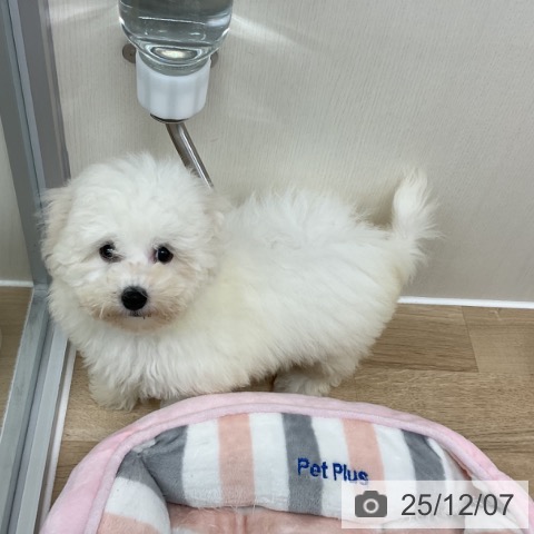 ビション・フリーゼの写真