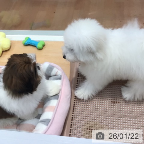 神奈川県のビションフリーゼ (ペットプラス 海老名店/2025年9月18日生まれ/女の子/ホワイト)の子犬の4枚目の画像