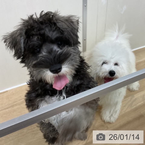 神奈川県のビションフリーゼ (ペットプラス アミーゴ藤沢店/2025年9月18日生まれ/女の子/ホワイト)の子犬の3枚目の画像