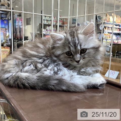 スコティッシュフォールドの写真