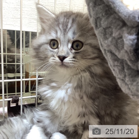 スコティッシュフォールドの写真