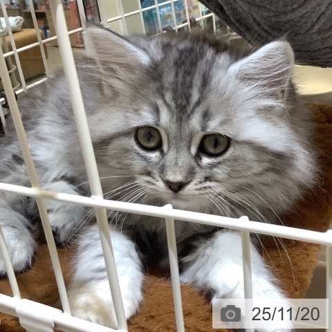 スコティッシュフォールドの写真