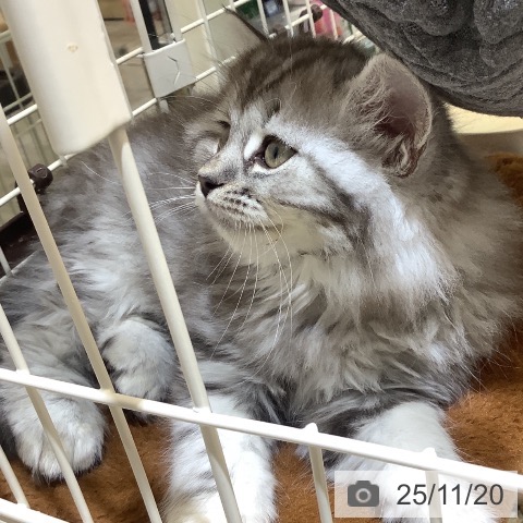 スコティッシュフォールドの写真