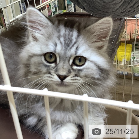 埼玉県のスコティッシュフォールド (ペットプラス クレアモール川越店/2025年9月18日生まれ/女の子/シルバータビーホワイト)の子猫の3枚目の画像