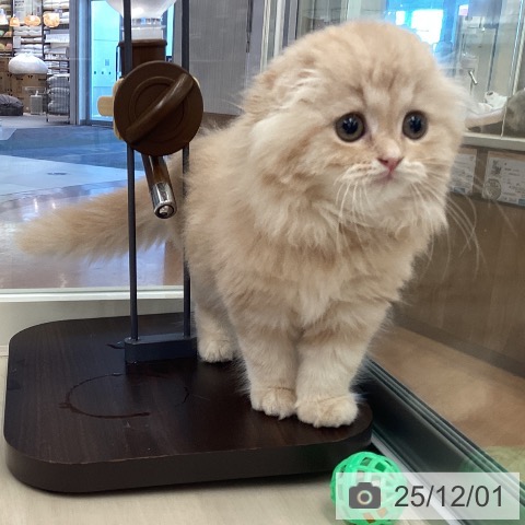 スコティッシュフォールドの写真