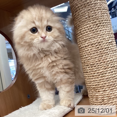 スコティッシュフォールドの写真