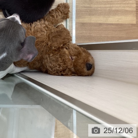 宮城県のトイプードル(トイ) (ペットプラス 仙台上杉店/2025年9月20日生まれ/女の子/アプリコット)の子犬の4枚目の画像