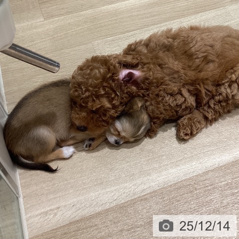 宮城県のトイプードル(トイ) (ペットプラス 仙台上杉店/2025年9月20日生まれ/女の子/アプリコット)の子犬の3枚目の画像