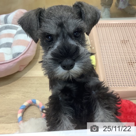 ミニチュア・シュナウザーの写真