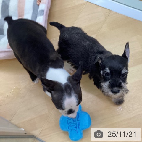 埼玉県のミニチュアシュナウザー (ペットプラス 羽生店/2025年9月17日生まれ/女の子/ブラックシルバー)の子犬の4枚目の画像