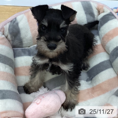 埼玉県のミニチュアシュナウザー (ペットプラス 羽生店/2025年9月17日生まれ/女の子/ブラックシルバー)の子犬の3枚目の画像