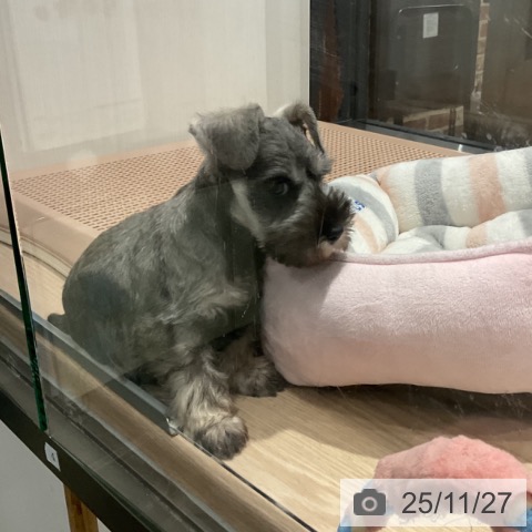 埼玉県のミニチュアシュナウザー (ペットプラス コクーンシティ店/2025年9月17日生まれ/女の子/ソルトペッパー)の子犬の4枚目の画像