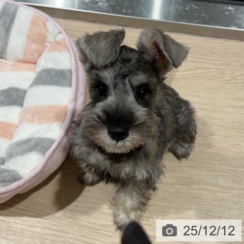 埼玉県のミニチュアシュナウザー (ペットプラス コクーンシティ店/2025年9月17日生まれ/女の子/ソルトペッパー)の子犬の3枚目の画像