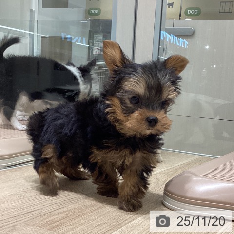 ヨークシャー・テリアの写真