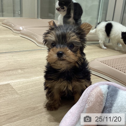 ヨークシャー・テリアの写真