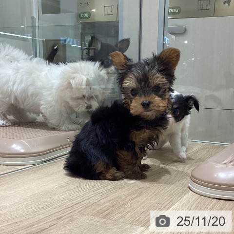 ヨークシャー・テリアの写真