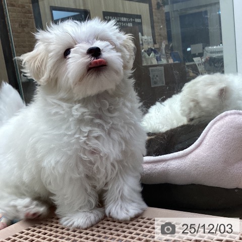 神奈川県のマルチーズ (ペットプラス 座間店/2025年9月18日生まれ/女の子/ホワイト)の子犬の4枚目の画像