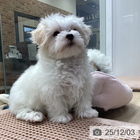 神奈川県のマルチーズ (ペットプラス 座間店/2025年9月18日生まれ/女の子/ホワイト)の子犬の3枚目の画像