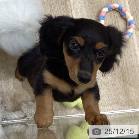 岩手県のミニチュアダックスフンド(ロング) (ペットプラス 盛岡南店/2025年9月20日生まれ/女の子/ブラックタン)の子犬の3枚目の画像