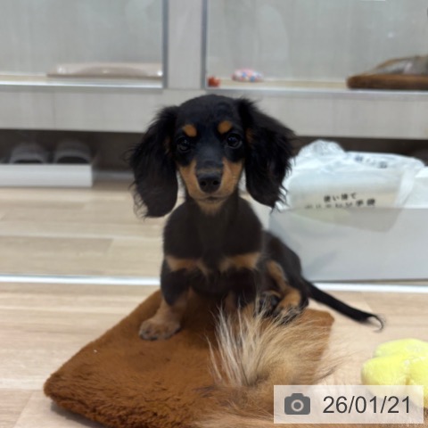 千葉県のミニチュアダックスフンド(ロング) (ペットプラス 木更津店/2025年9月20日生まれ/女の子/ブラックタン)の子犬の4枚目の画像