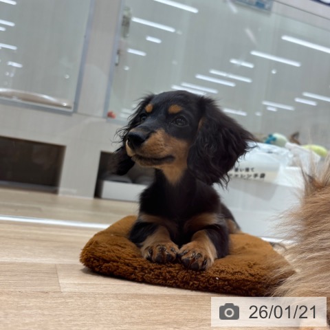 千葉県のミニチュアダックスフンド(ロング) (ペットプラス 木更津店/2025年9月20日生まれ/女の子/ブラックタン)の子犬の3枚目の画像