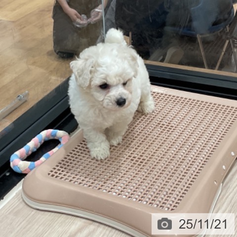 埼玉県のビションフリーゼ (ペッツワン 新座店/2025年9月20日生まれ/男の子/ホワイト)の子犬の3枚目の画像