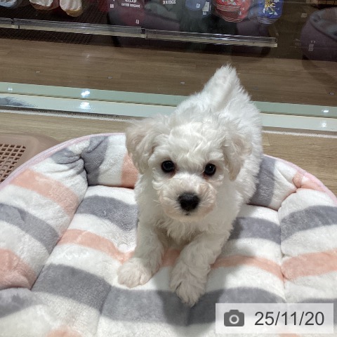 ビション・フリーゼの写真