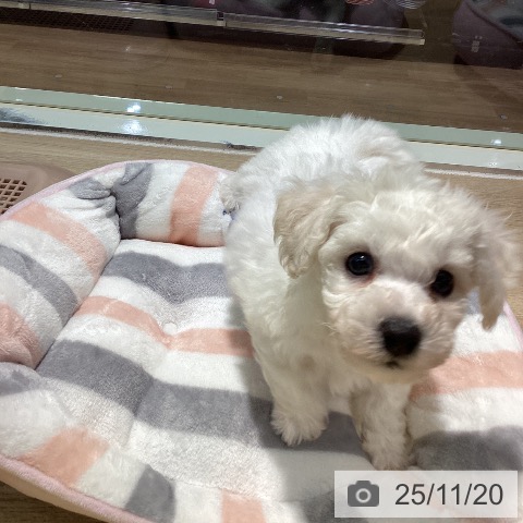 ビション・フリーゼの写真