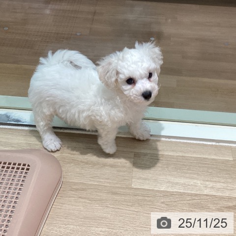 ビション・フリーゼの写真