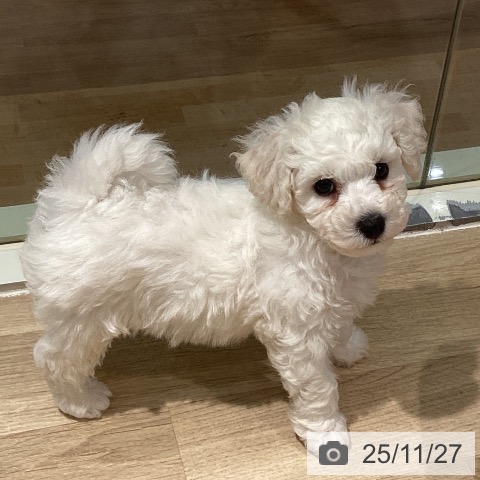 ビション・フリーゼの写真