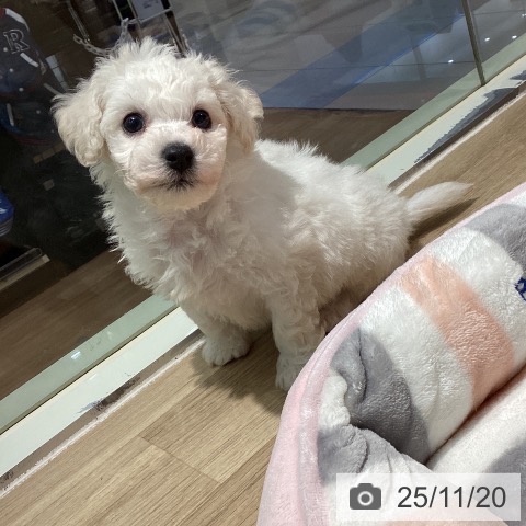 ビション・フリーゼの写真