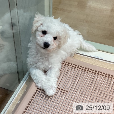 東京都のビションフリーゼ (ペットプラス 東久留米店/2025年9月19日生まれ/男の子/ホワイト)の子犬の4枚目の画像