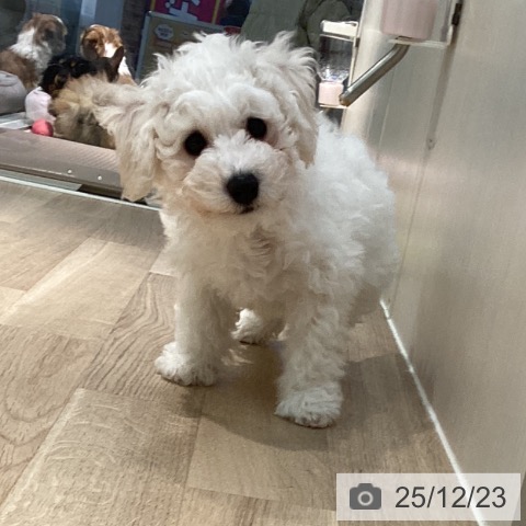 東京都のビションフリーゼ (ペットプラス 東久留米店/2025年9月19日生まれ/男の子/ホワイト)の子犬の4枚目の画像