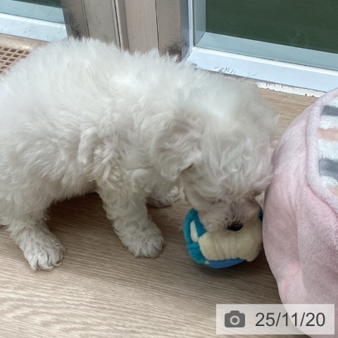 ビション・フリーゼの写真