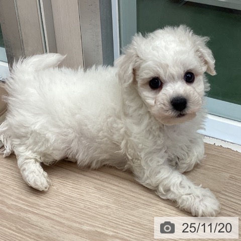 ビション・フリーゼの写真