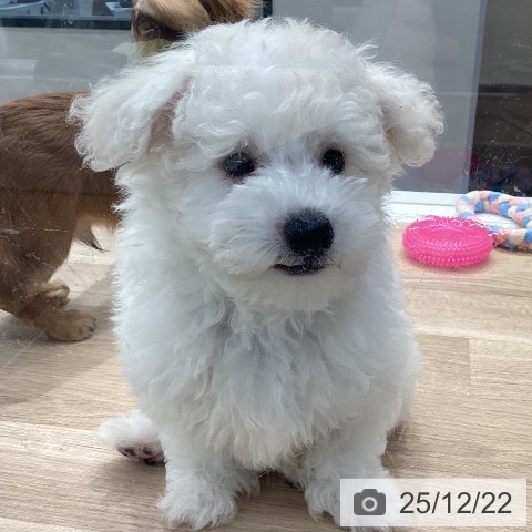 神奈川県のビションフリーゼ (ペットプラス 座間店/2025年9月20日生まれ/男の子/ホワイト)の子犬の4枚目の画像