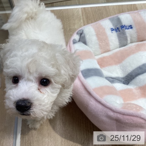 神奈川県のビションフリーゼ (ペットプラス 座間店/2025年9月20日生まれ/男の子/ホワイト)の子犬の3枚目の画像