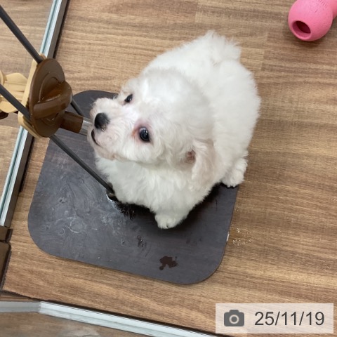 ビション・フリーゼの写真