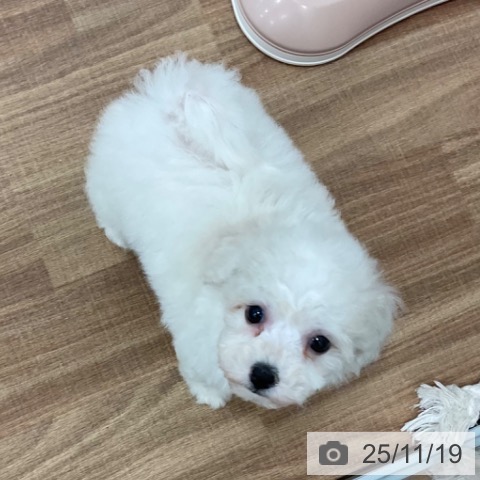 ビション・フリーゼの写真