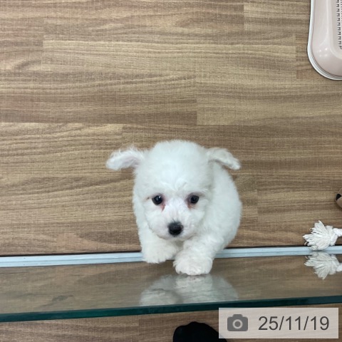 ビション・フリーゼの写真