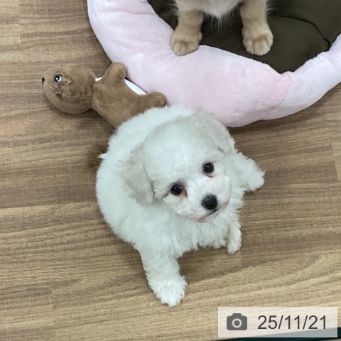 ビション・フリーゼの写真