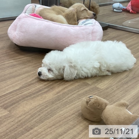 茨城県のビションフリーゼ (ペッツワン 古河店/2025年9月20日生まれ/女の子/ホワイト)の子犬の3枚目の画像